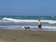 Playing fetch on the beach